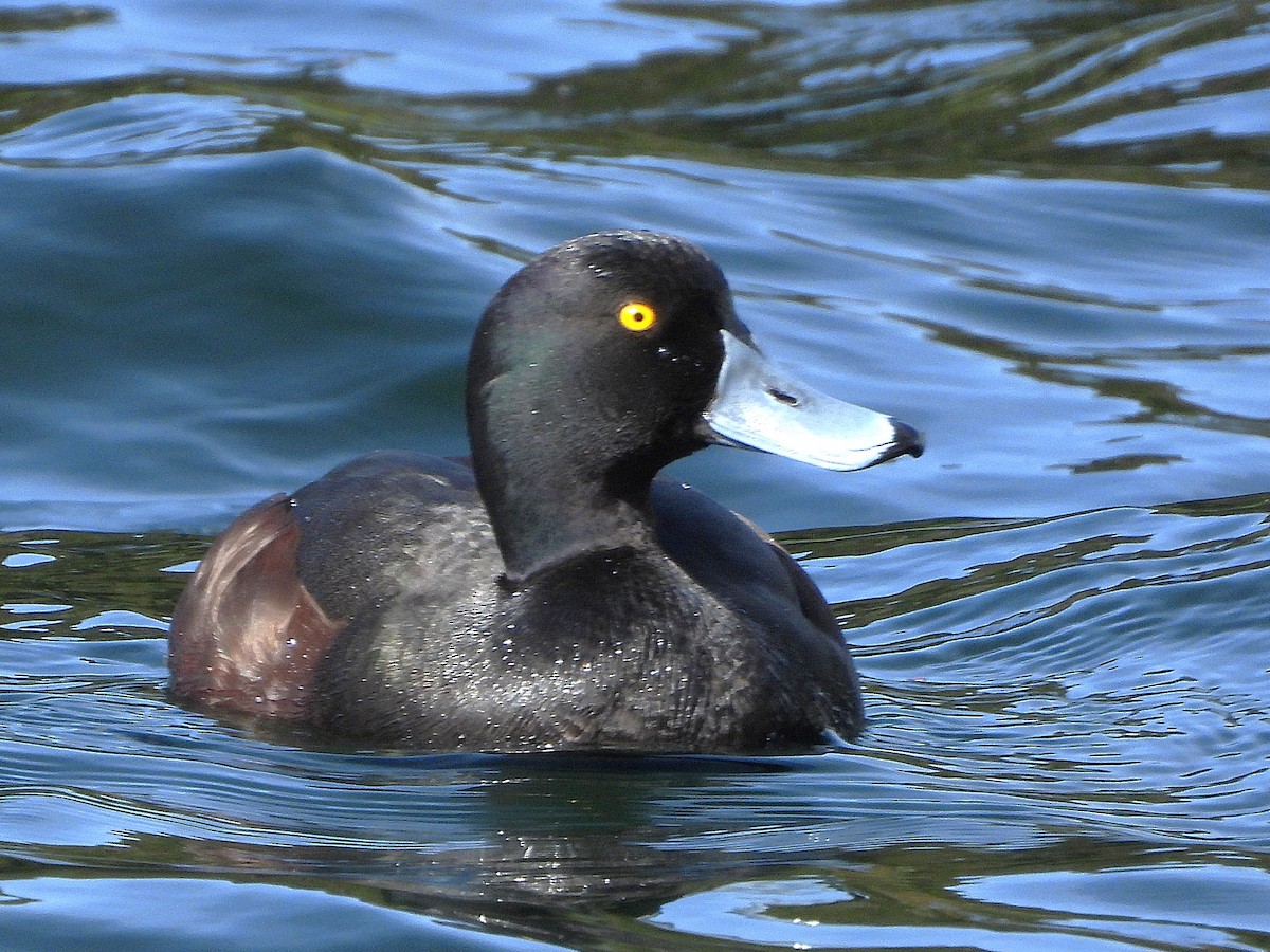 Porrón Maorí - ML645642684