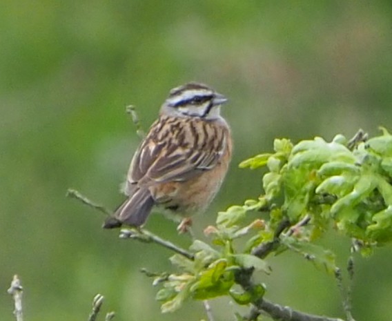 Escribano Montesino - ML645642685