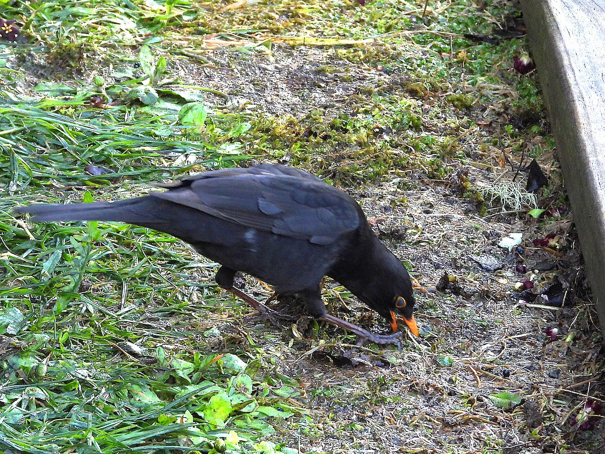 Mirlo Común - ML645642688