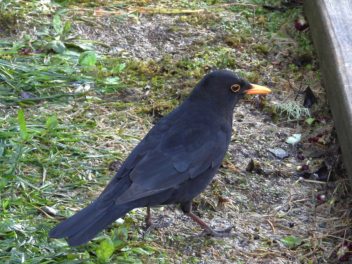 Mirlo Común - ML645642689