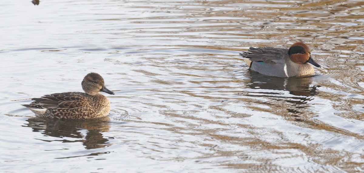 Cerceta Común - ML645642690