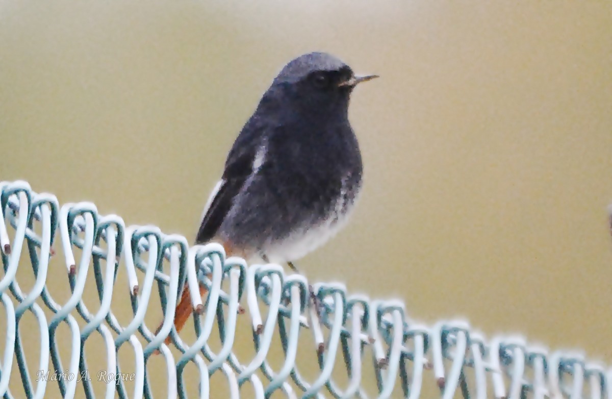 Colirrojo Tizón - ML645642694