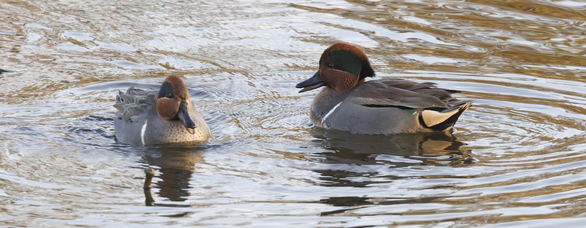 Cerceta Común - ML645642696