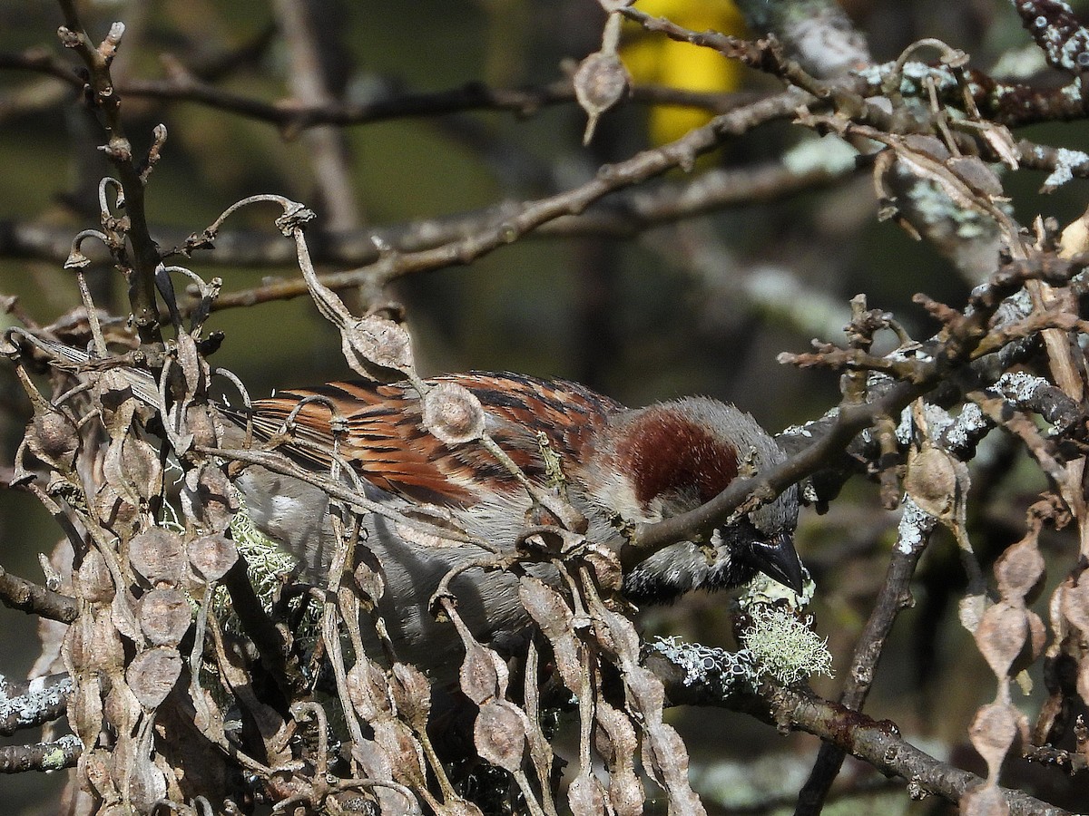 Gorrión Común - ML645642698