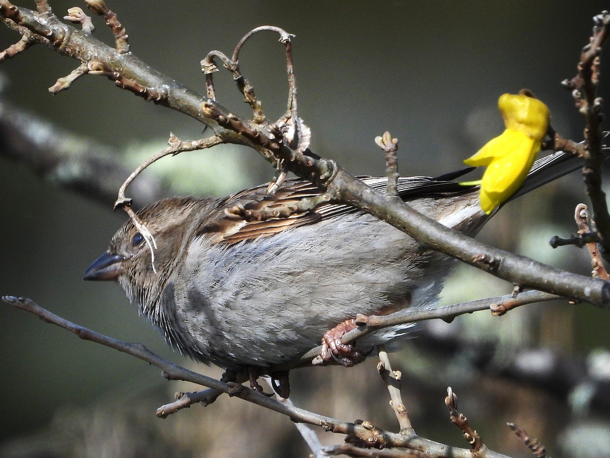 Gorrión Común - ML645642699