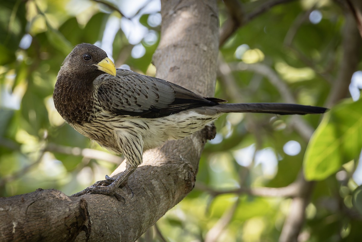 Turaco Gris Occidental - ML645642700