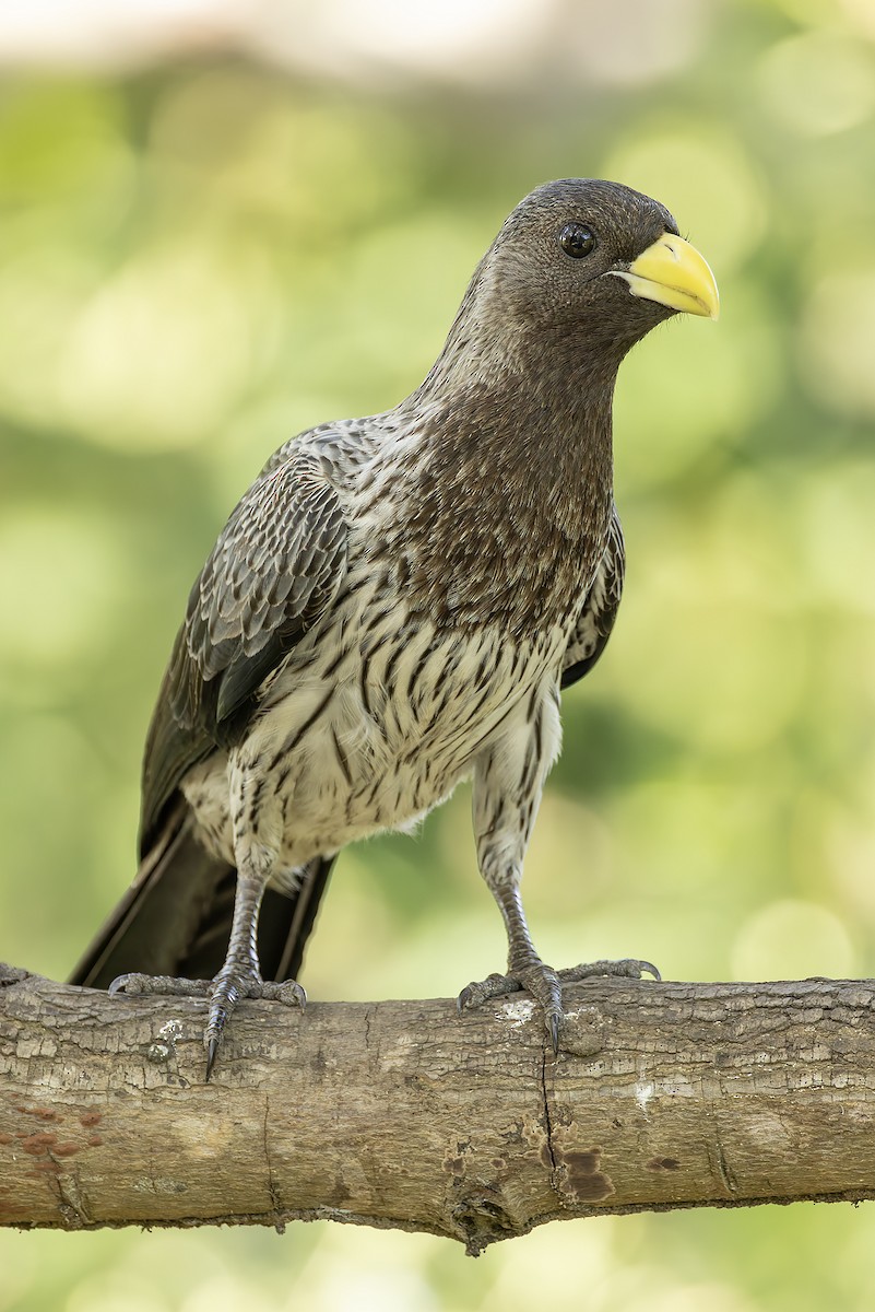 Turaco Gris Occidental - ML645642701