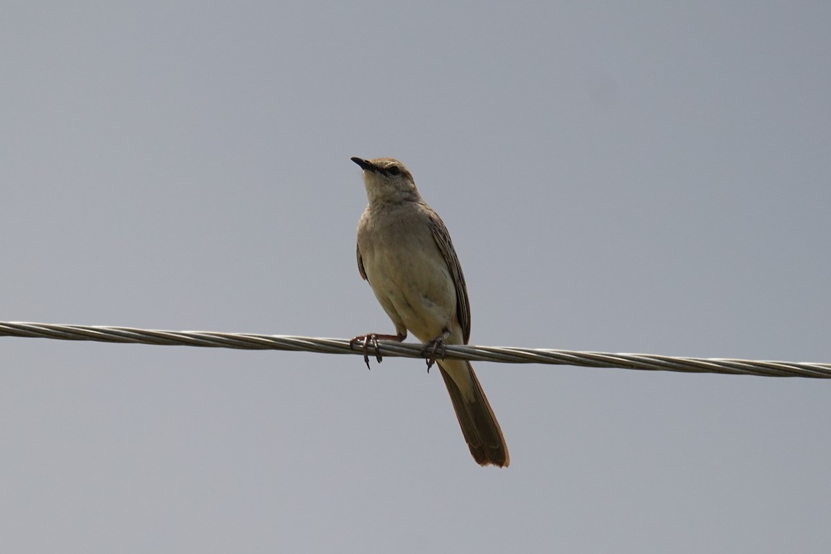 Yerbera de Mathews - ML645642702