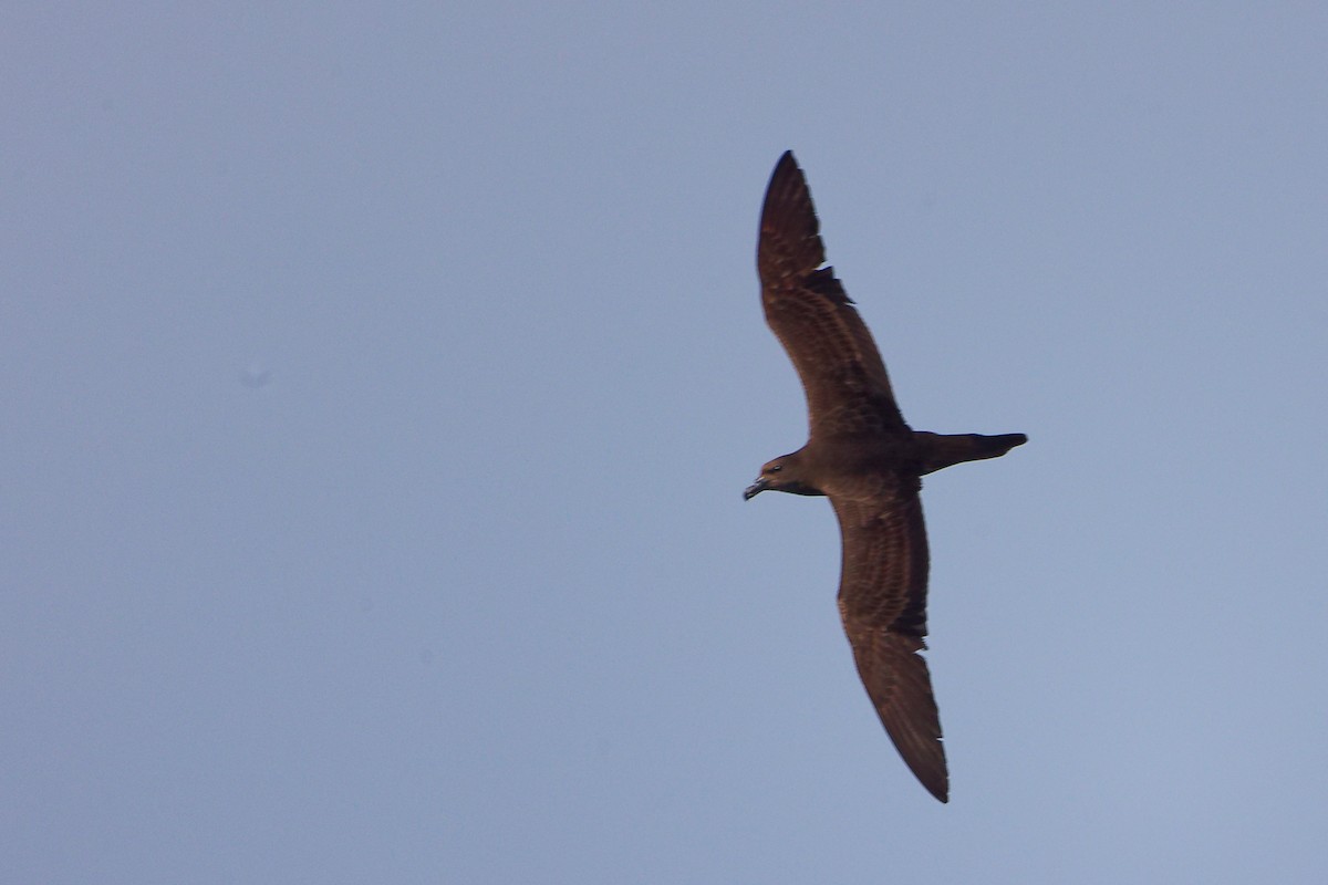 Petrel de Jouanin - ML645642704