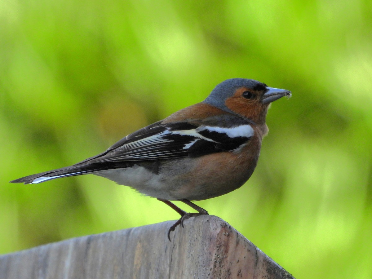 Pinzón Vulgar - ML645642705