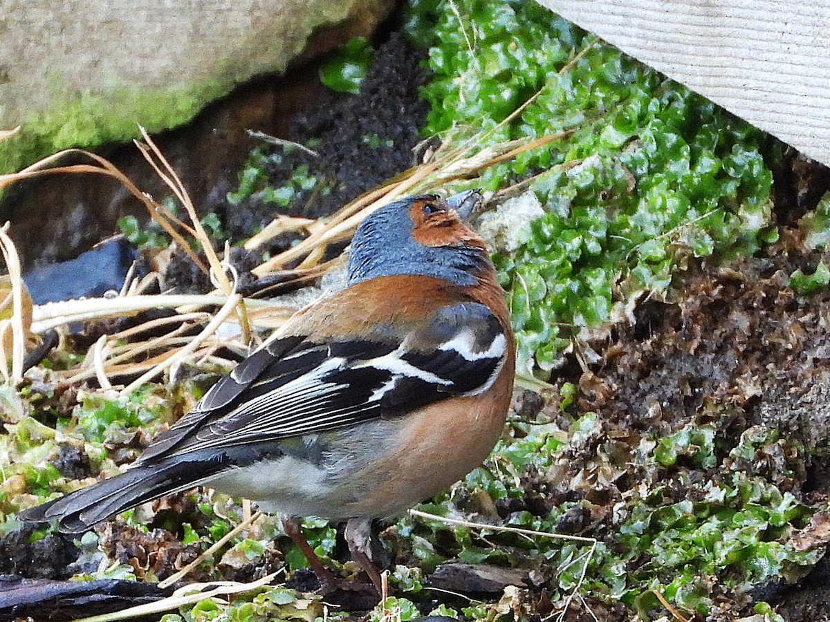 Pinzón Vulgar - ML645642706