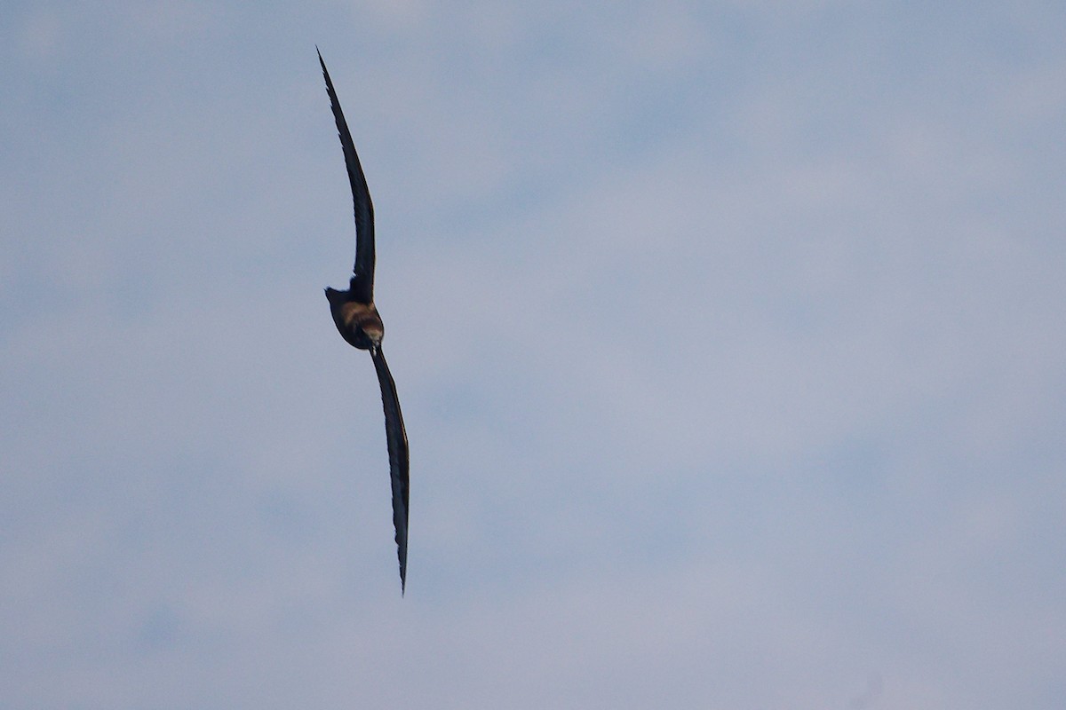 Petrel de Jouanin - ML645642707