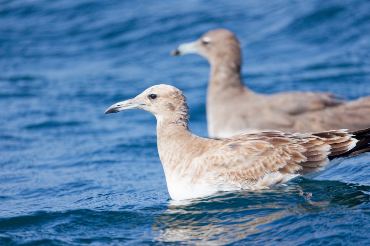 Gaviota Cejiblanca - ML645642713