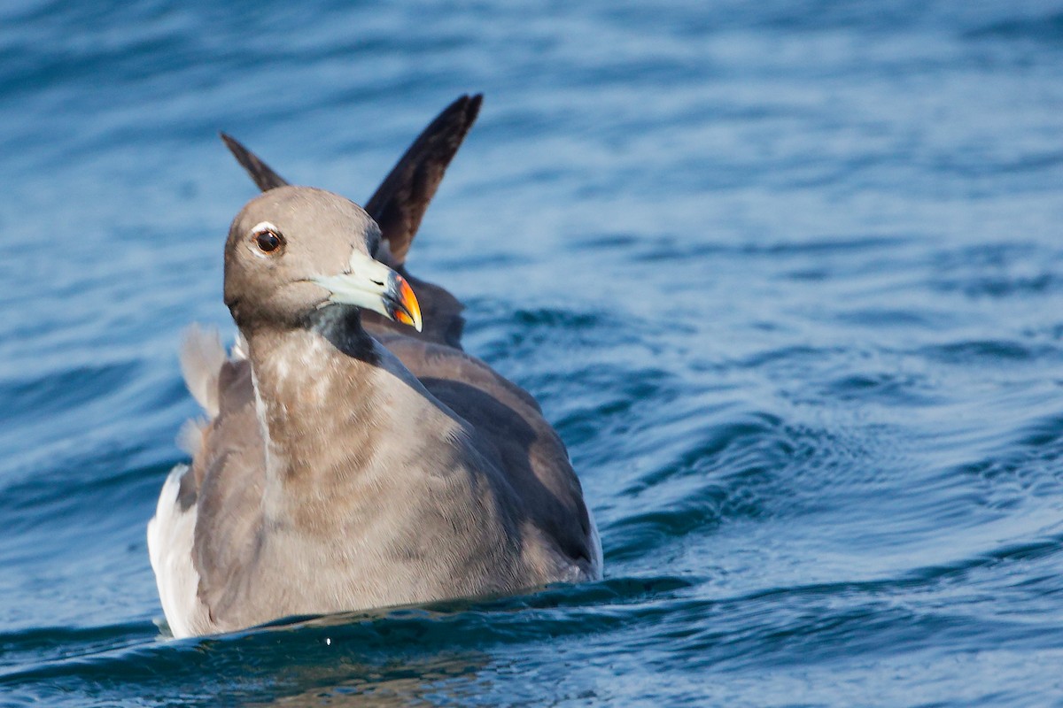 Gaviota Cejiblanca - ML645642715