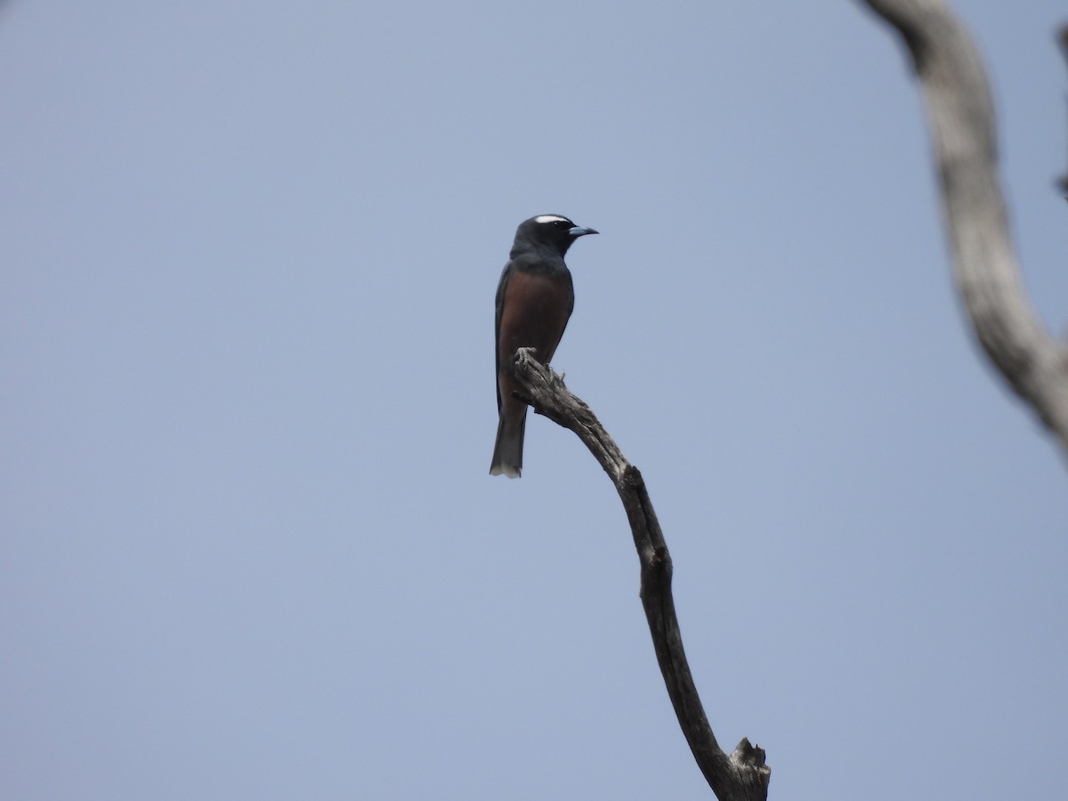 Artamo Cejiblanco - ML645642716