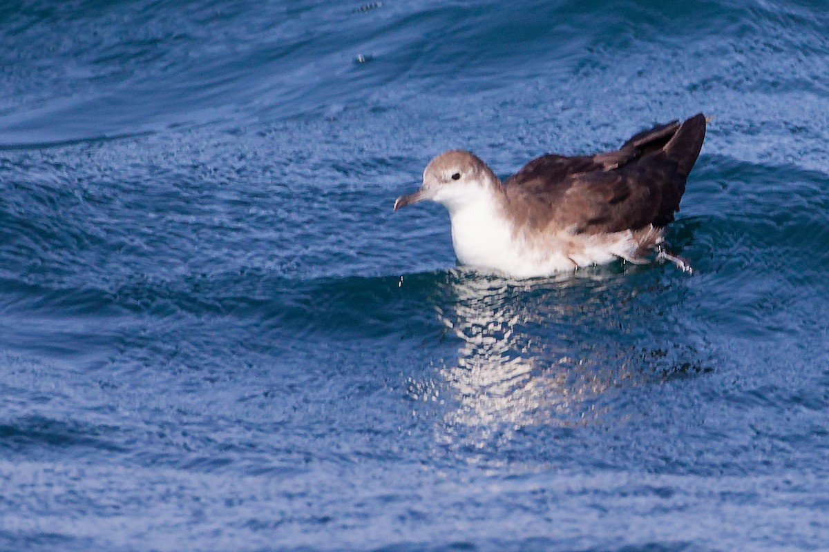 Pardela Persa - ML645642717