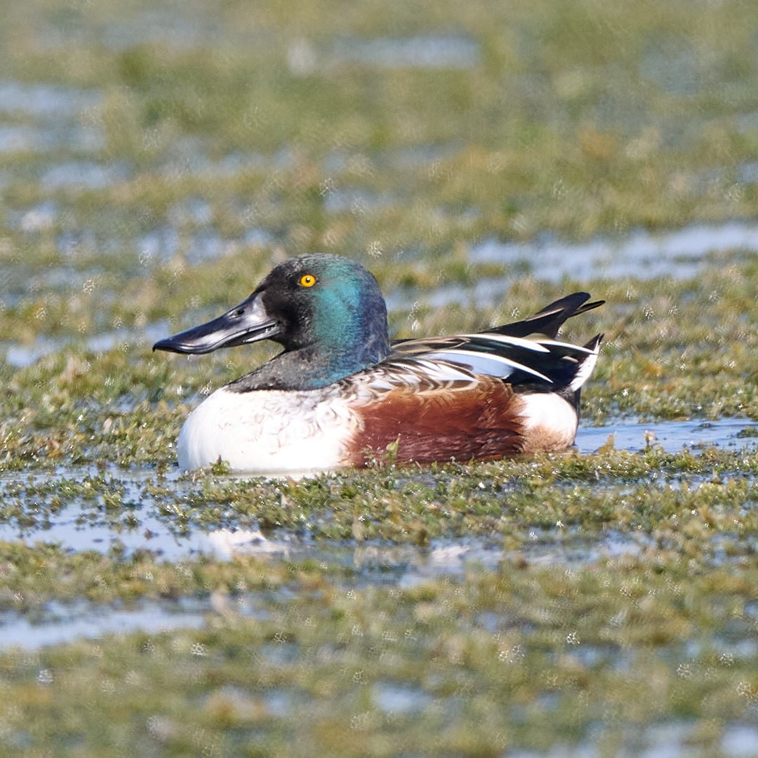 Cuchara Común - ML645642718