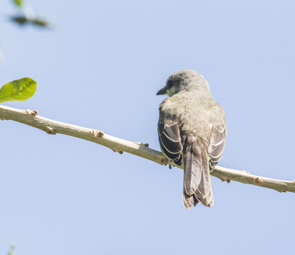new world flycatcher sp. - ML645642727