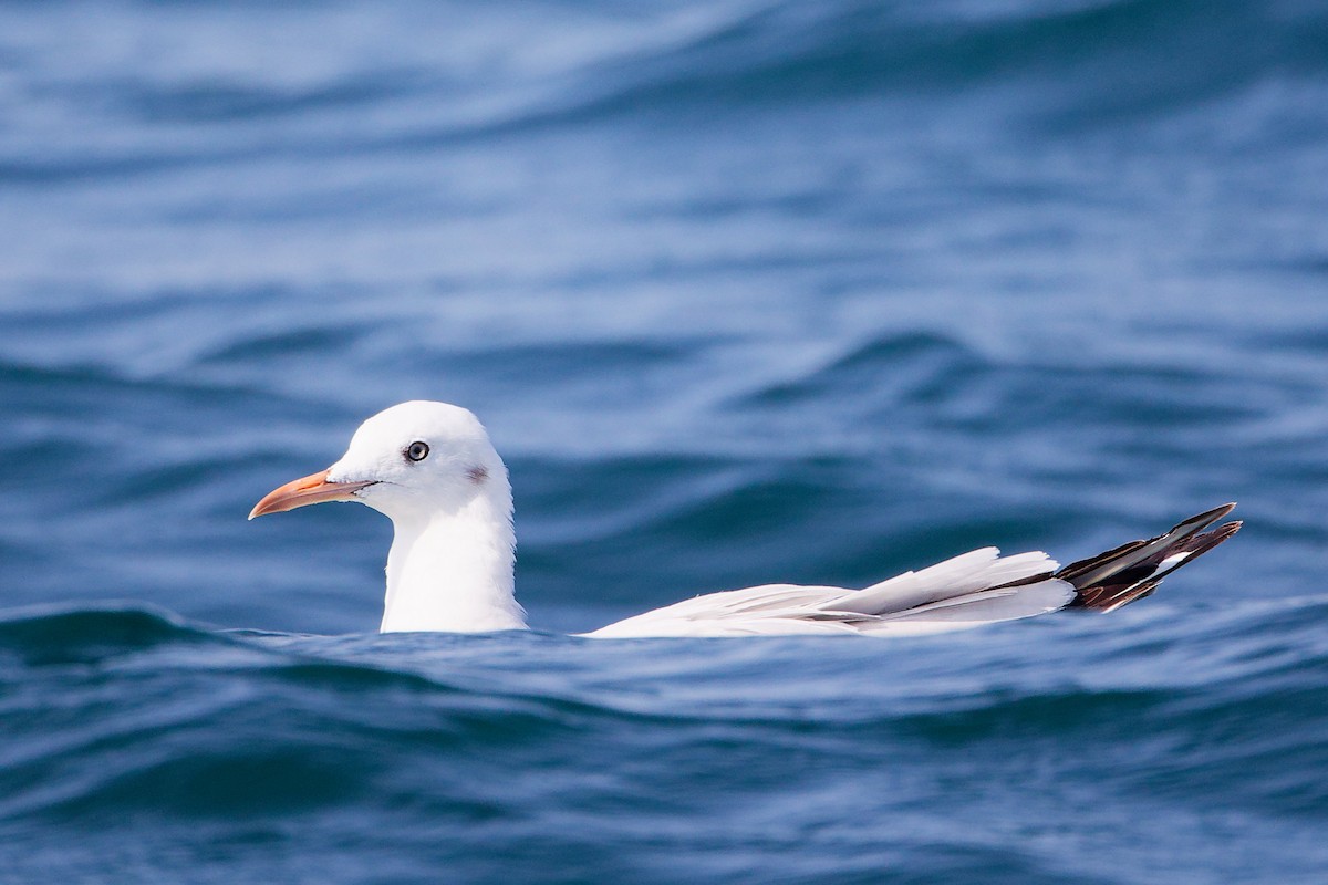 Slender-billed Gull - ML645642752