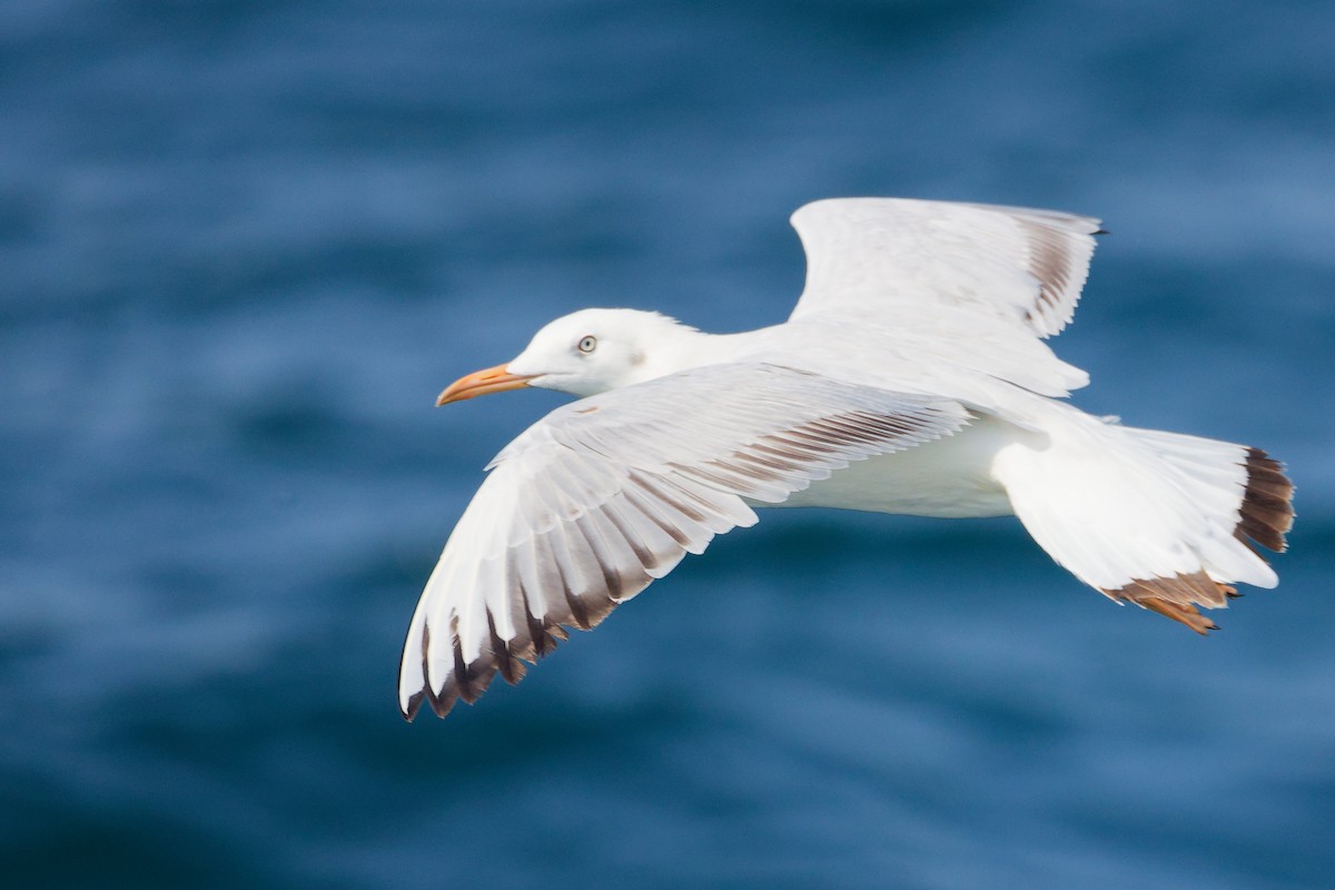 Slender-billed Gull - ML645642753