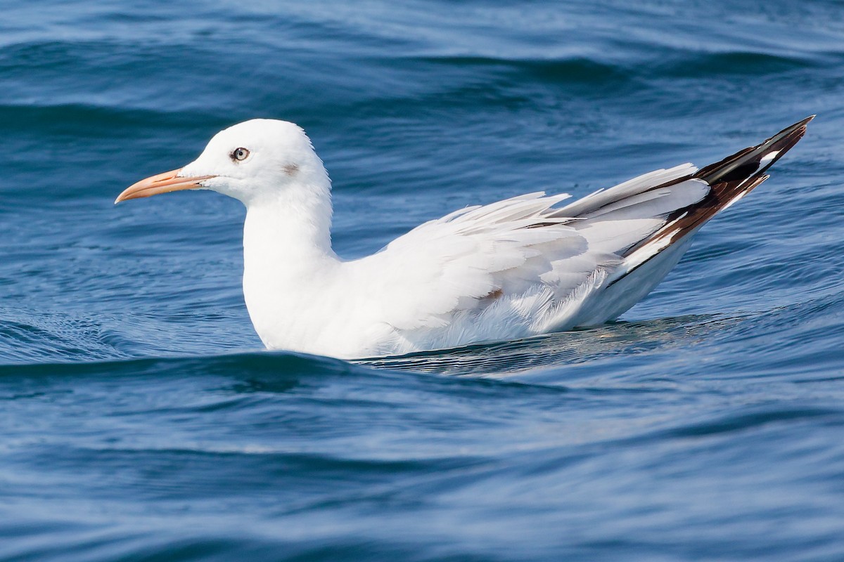 Slender-billed Gull - ML645642754