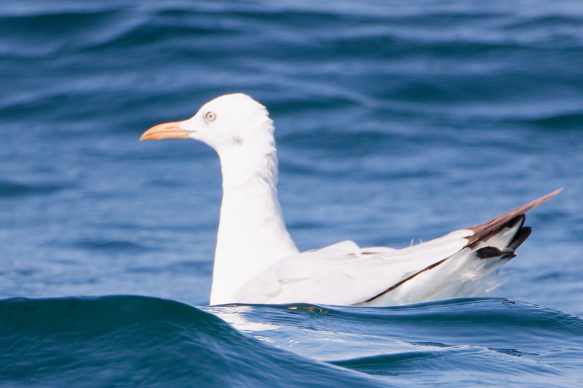 Slender-billed Gull - ML645642755