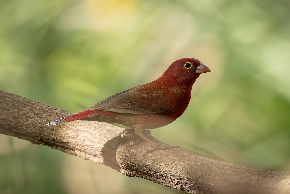 Red-billed Firefinch - ML645642756