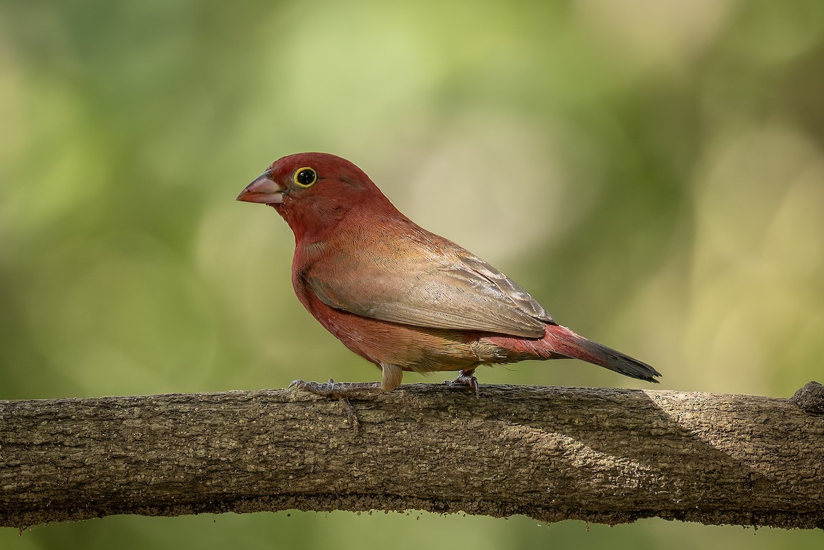 Red-billed Firefinch - ML645642757