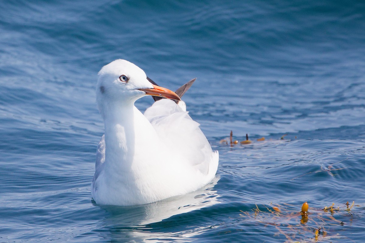 Slender-billed Gull - ML645642758