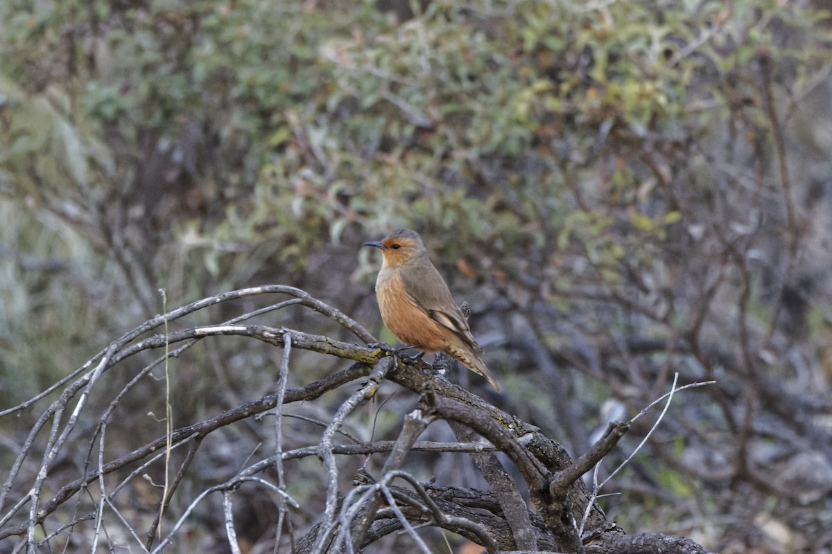 Rufous Treecreeper - ML645642759