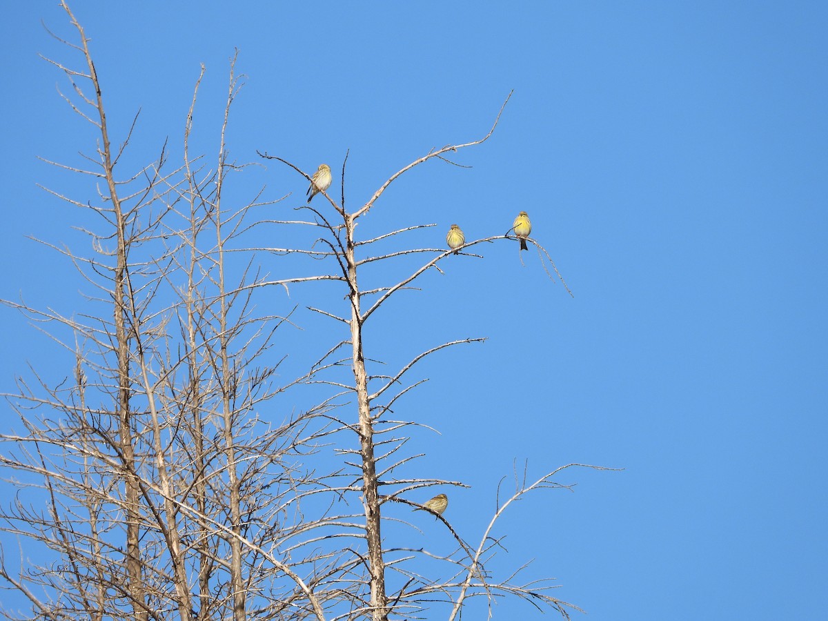 European Serin - ML645642760