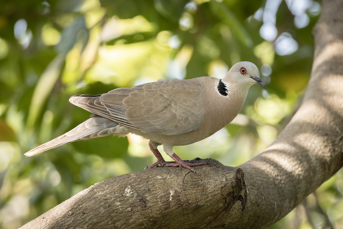 Red-eyed Dove - ML645642761