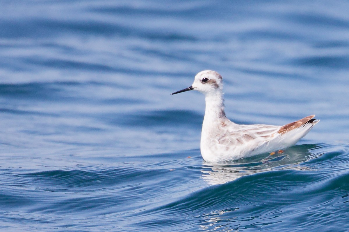 Red-necked Phalarope - ML645642762