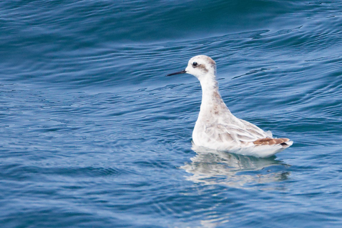 Red-necked Phalarope - ML645642763