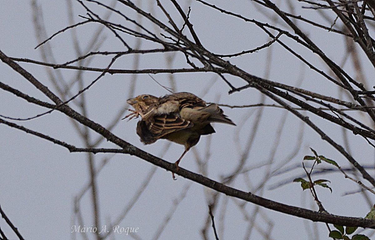 House Sparrow - ML645642764