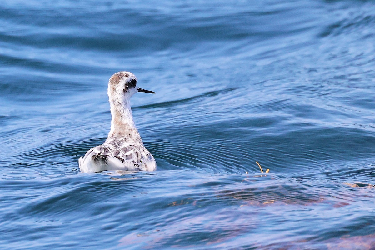 Red-necked Phalarope - ML645642765