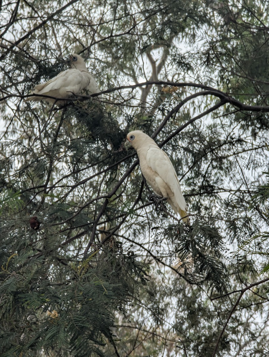 Little Corella - ML645642766