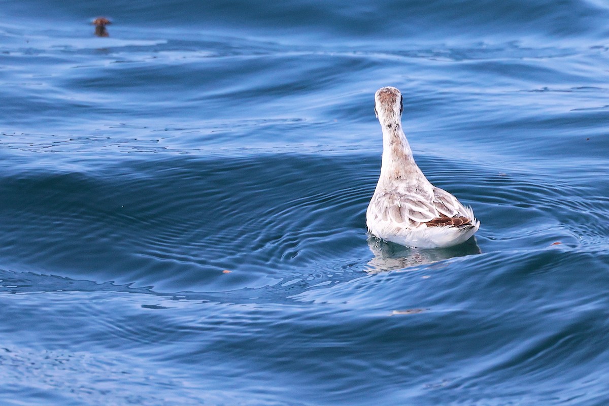 Red-necked Phalarope - ML645642767
