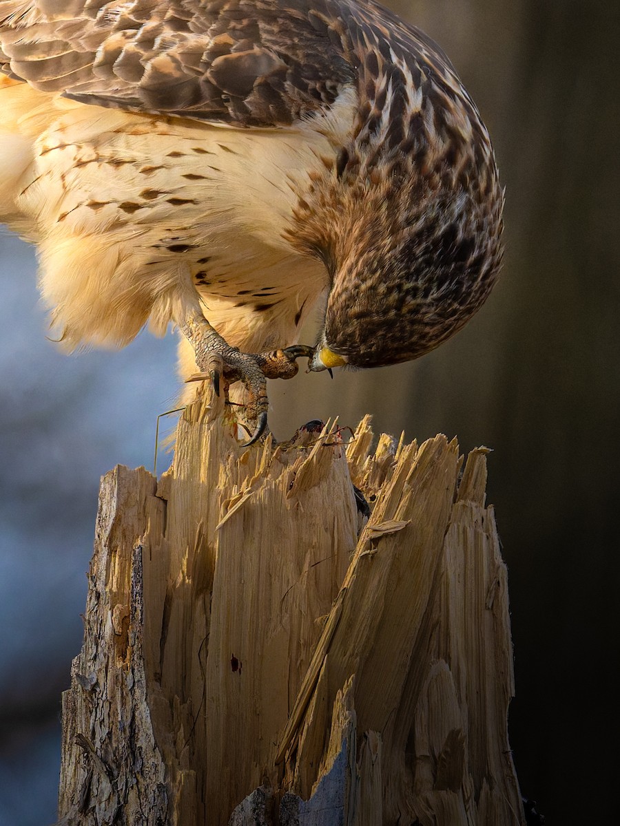 Red-tailed Hawk - ML645642770