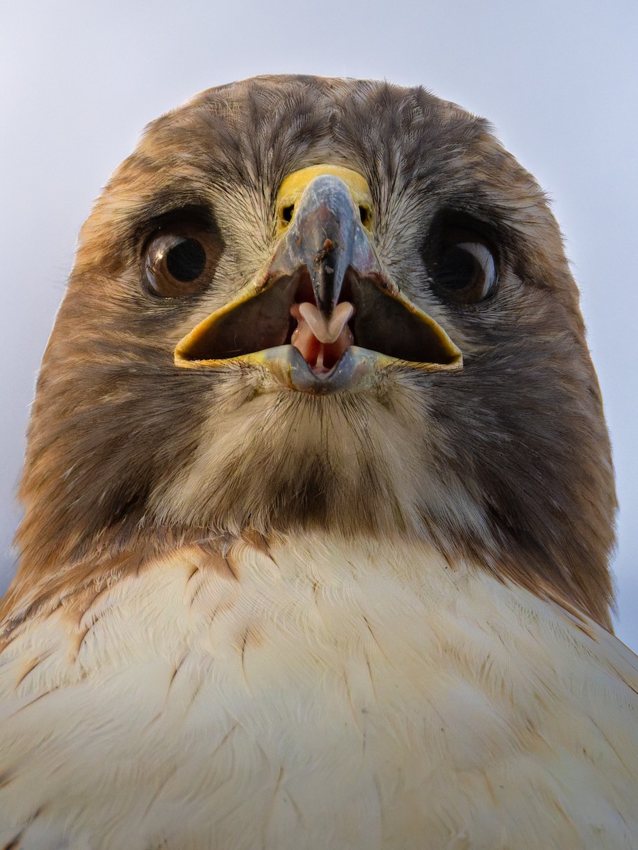 Red-tailed Hawk - ML645642771
