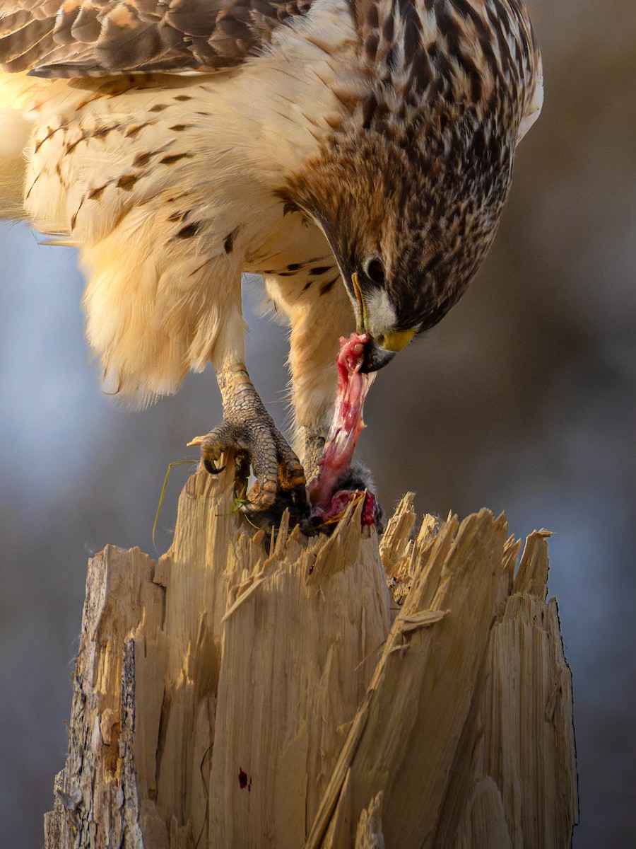 Red-tailed Hawk - ML645642772