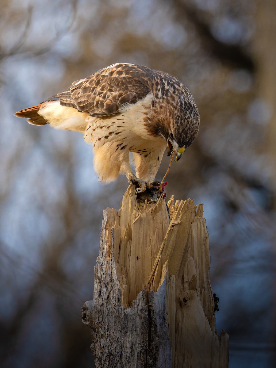 Red-tailed Hawk - ML645642774