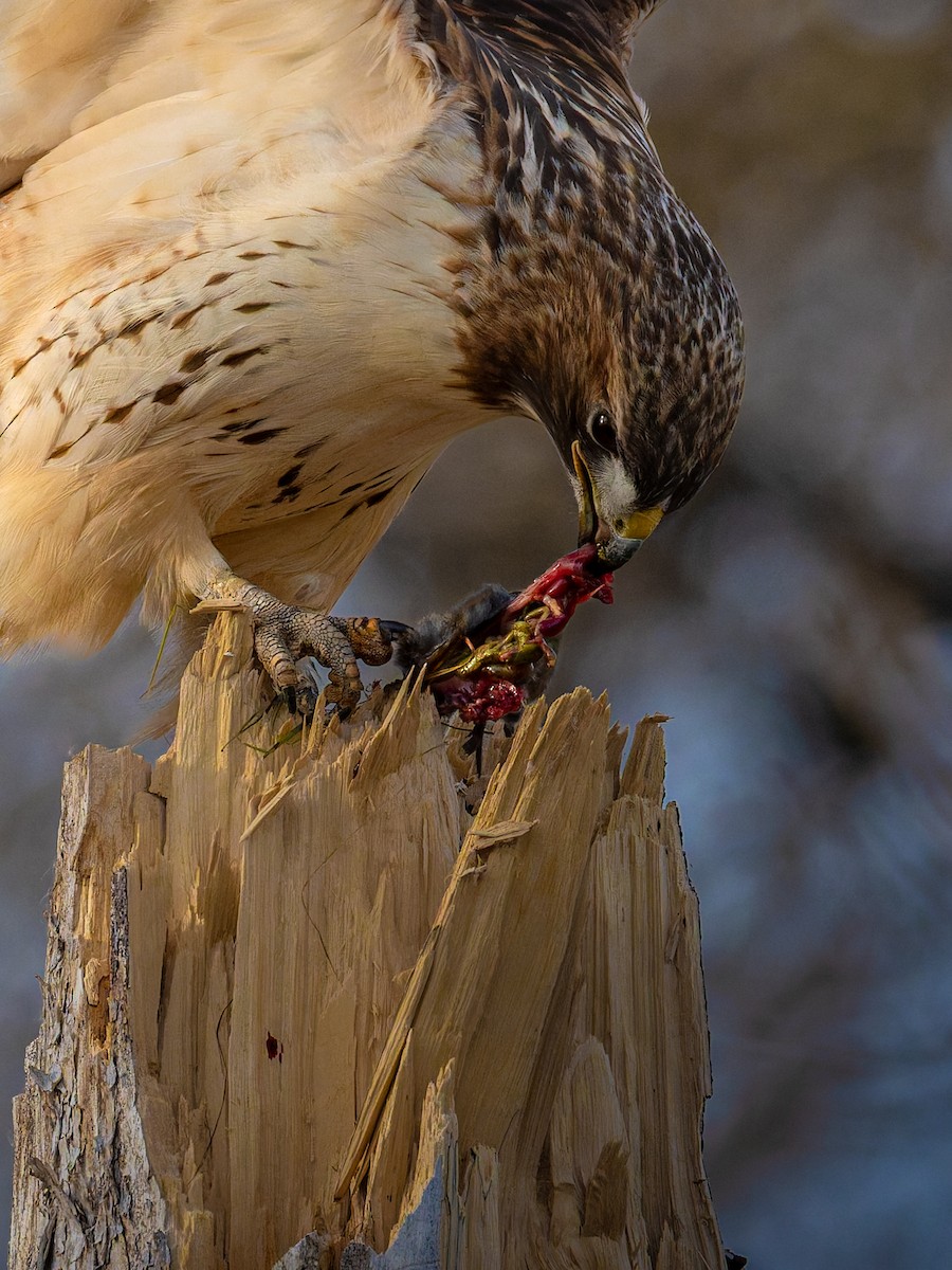 Red-tailed Hawk - ML645642775