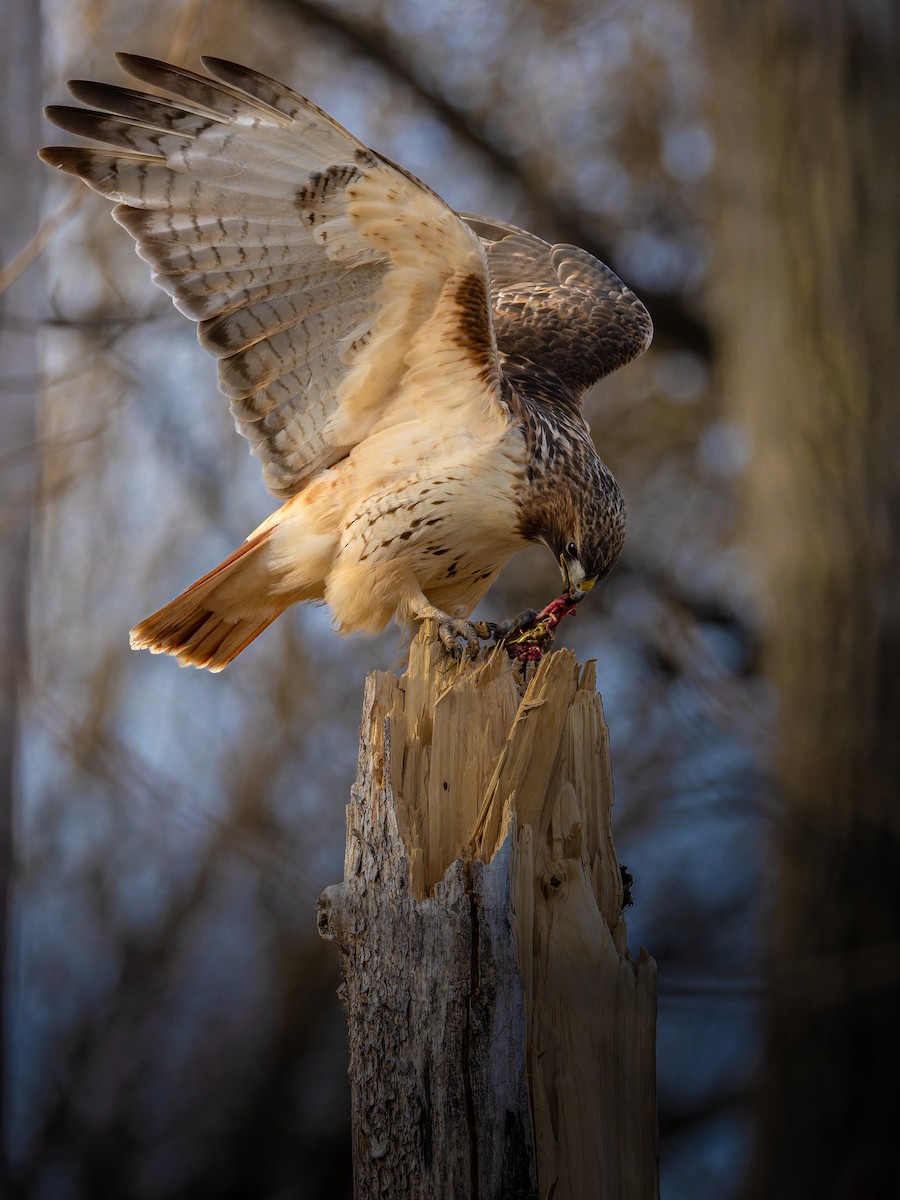 Канюк неоарктичний - ML645642776