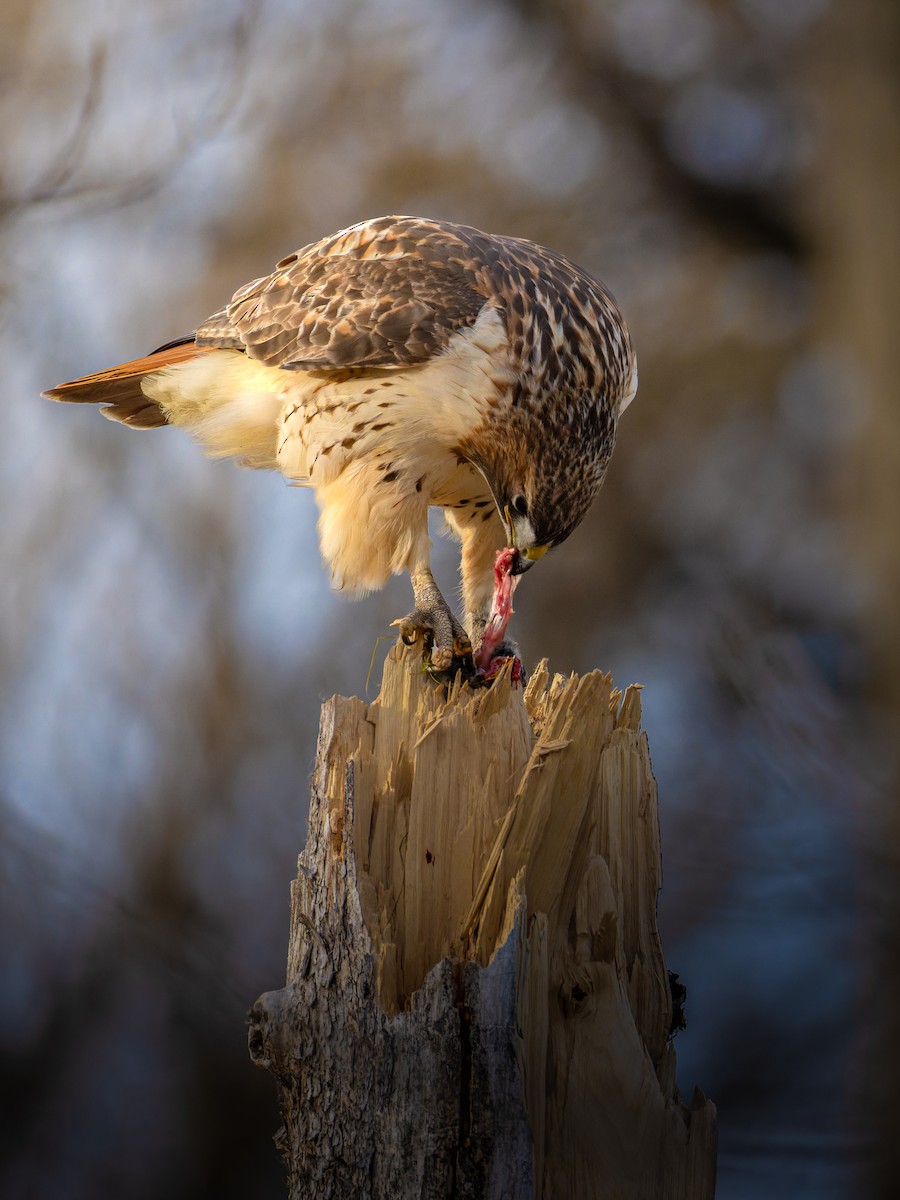 Канюк неоарктичний - ML645642777