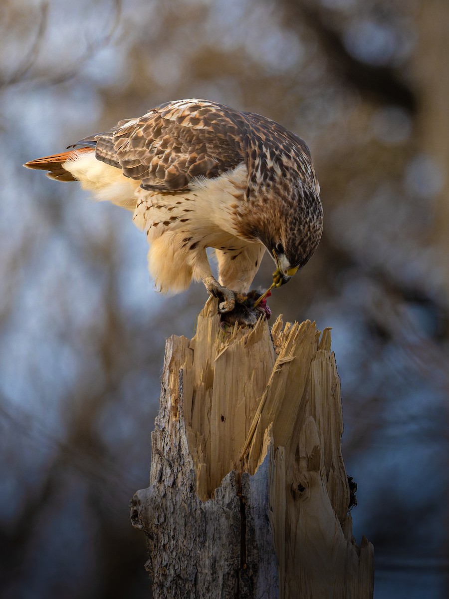 Канюк неоарктичний - ML645642778