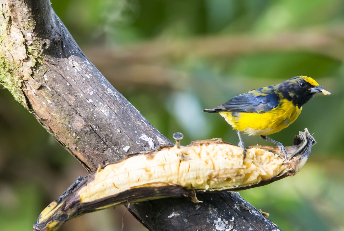 Orange-crowned Euphonia - ML645642779