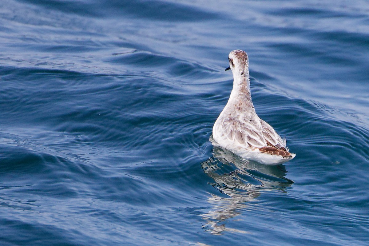 Red-necked Phalarope - ML645642780