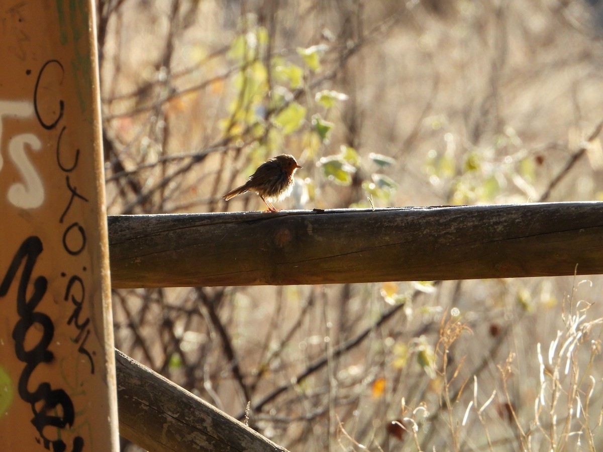European Robin - ML645642781