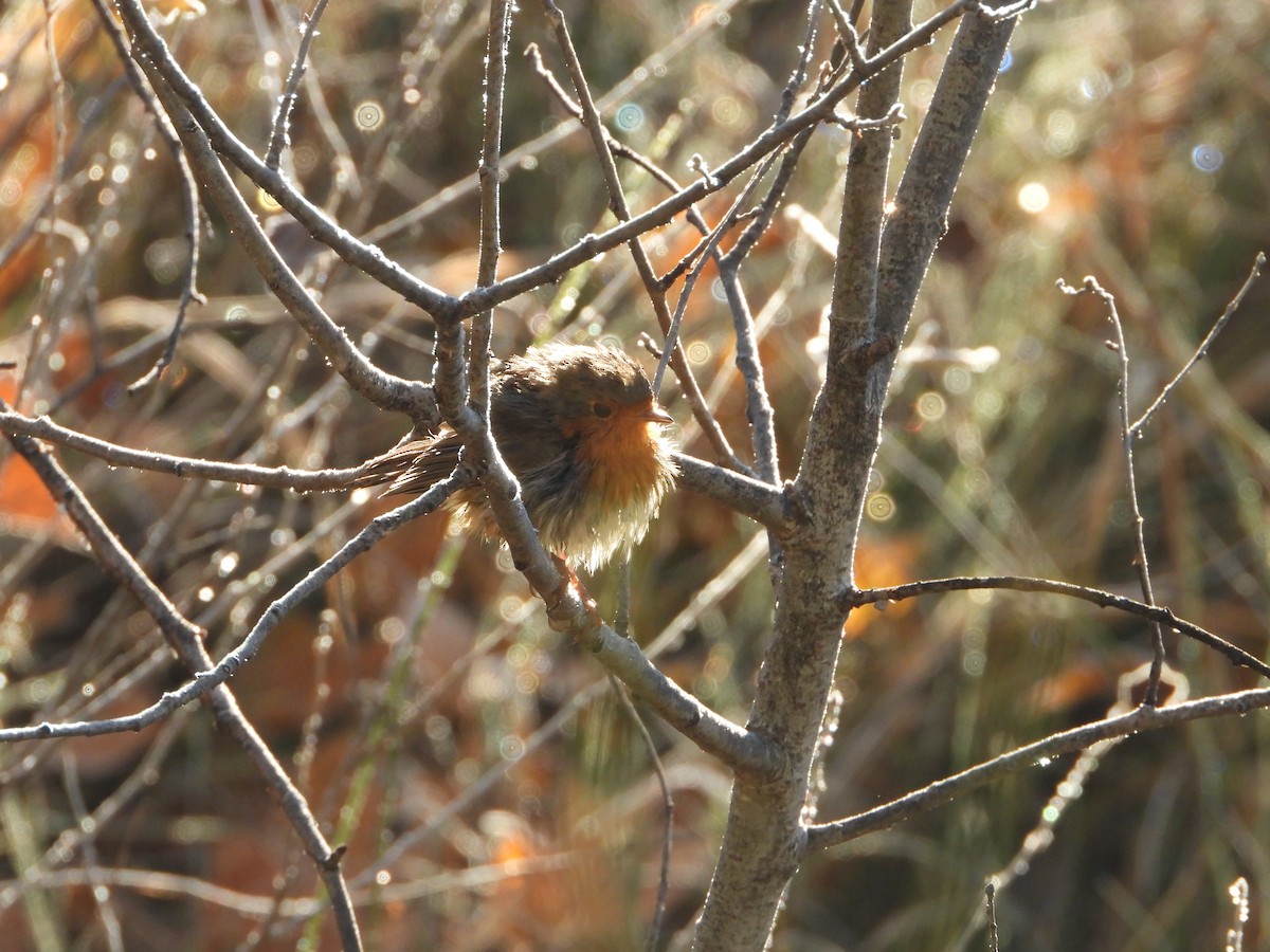 European Robin - ML645642782